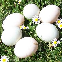 duck eggs