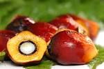 palm oil