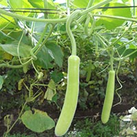 Fresh Bottle Gourd