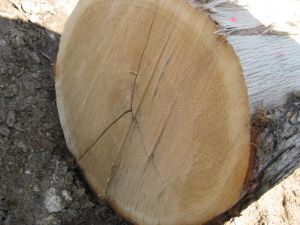White Oak Logs White Oak Logs