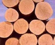 White Oak Logs