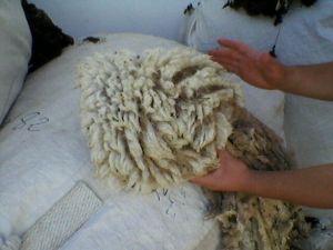 White Clipped Wool