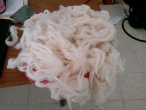 White Clipped Wool Scoured