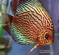 Discus Fish