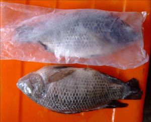 Frozen, Dried Tilapia Fish