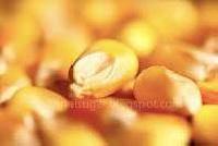 Animal Feed Yellow Maize