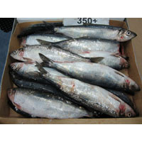 Atlantic Herring