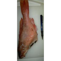 Atlantic Redfish