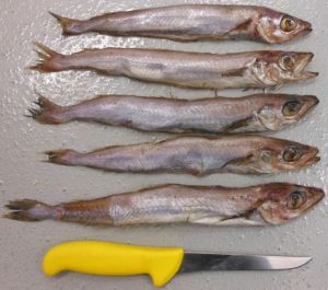 Blue Whiting