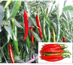 Hybrid Pepper Seeds 506