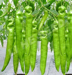 Hybrid Pepper Seeds - 5121