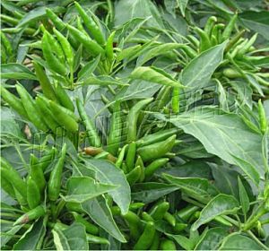Hybrid Pepper Seeds 558