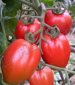 Hybrid Tomato Seeds Int-11-063