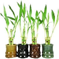 bamboo plants