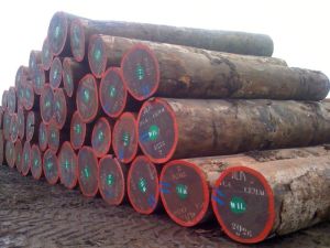 Teak Logs,Tali Logs, Sapelli Logs, Bubinga Logs ,Cocobolo Square Logs, Hardwood, Mahogany