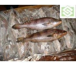 Frozen Ghol Fish