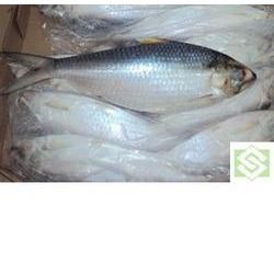 frozen hilsa fish
