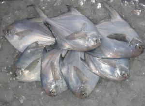 Frozen White Pomfret Fish