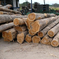 Cameroon Teak Wood Logs