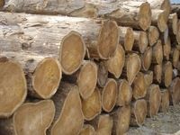 Quality Cameroonteak Wood Logs For Supply