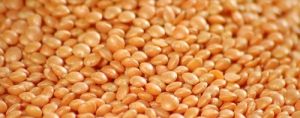Red Split Lentils