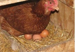 Pet and Farming Animals