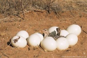 Hatching Ostrich Eggs