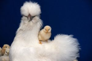 Silkie