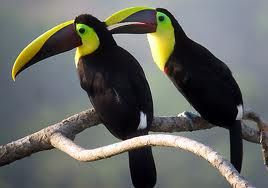 Toucans Birds, Fertile Eggs