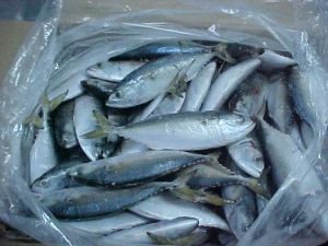 Horse Mackerel Fish