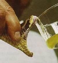 Snake venom