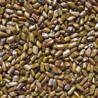 Cassia Tora Seeds