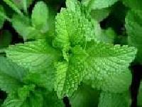 Mentha Oil