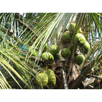 Tender Water Coconut
