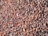 Cocoa Seeds