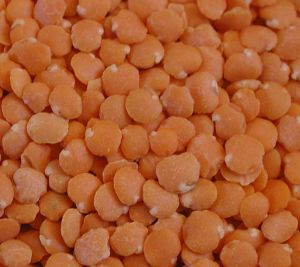 Lentils,  Cultivation Type : Natural