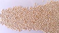 organic quinoa seeds