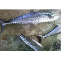 King Fish - Manufacturers, Suppliers & Exporters in India