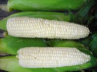 white corn
