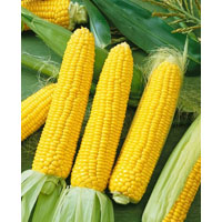 yellow corn