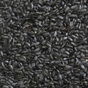 black sunflower seeds