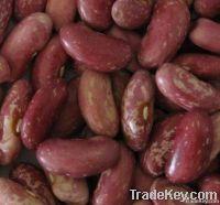 kidney beans