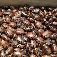 castor seeds