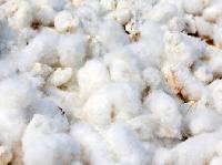 Farming Cotton