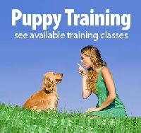 Puppy Training Cds