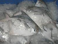Silver Pomfret Fishes