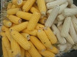 Yellow, White Corn