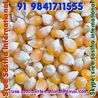 Yellow Maize, Corn for Animal Feed