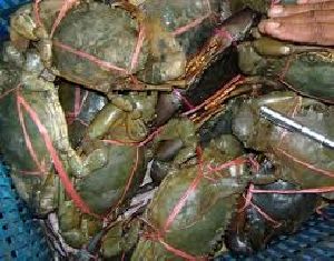 Fresh Frozen and Live Mud Crabs , Blue Crab and Blue Crabs