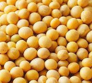 NON GMO Dried Cheap Soybeans for Sale